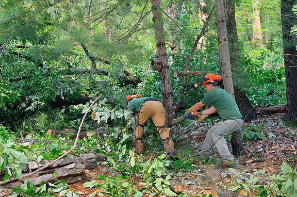 Tree Removal for Businesses in Louisburg, NC